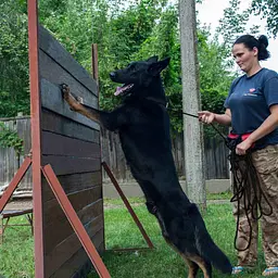 Повідець для собак Barksi Active тренувальний (довжина 5.15 м діаметр 0.7 см) чорний - мініатюра 9