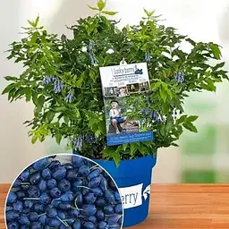 LMTD Лохина ремонтантна 2-х річна Agro-Market "Lucky Berry" (висота 40-60 см, горщик С5) (180017) з Німеччини 1 саджанець в упаковці
