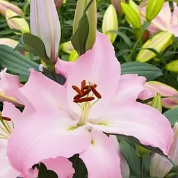 Лілія "Pink News" (Гігантська квітка) (176145) 1 шт