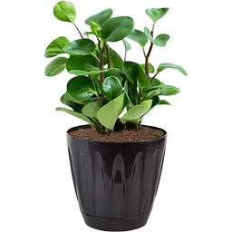 Вазон для квітів Serinova Daisy 6 л чорний (20-P00401202-200100) - мініатюра 2