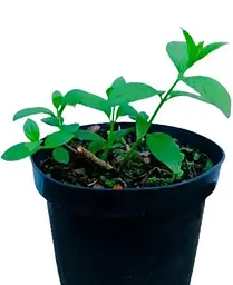 Гортензія Agro-Market Framboisine 3-х річна волотиста 1 саджанець в упаковці - мініатюра 2