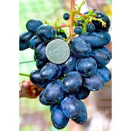 Саджанець Agro-Market Виноград Кодрянка (ранній термін дозрівання) 1 шт. в упаковці (17690) - мініатюра 2