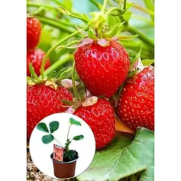 Саджанець Agro-Market LMTD Полуниця-суниця Elsanta (гібрид, ранній термін дозрівання) з Нідерландів 1 шт. в упаковці (146237) - мініатюра 2
