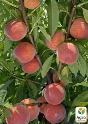 Саджанець Agro-Market Персик Посол Миру (літній сорт, середній термін дозрівання) 1 шт. в упаковці (25773) - мініатюра 3