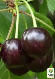 Саджанець Agro-Market Вишня Нічка (літній сорт, середній термін дозрівання) 1 шт. в упаковці (25625) - мініатюра 2