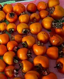 Саджанець Agro-Market Хурма на віргінській морозостійкій підщепі Корольок вищий сорт! (44807) 1 шт. в упаковці - мініатюра 2