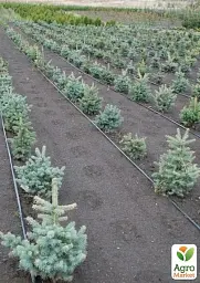 Саджанець Agro-Market Ялина блакитна Kaibab (від 100 до 125 см) 1 шт. в упаковці (182967) - мініатюра 2