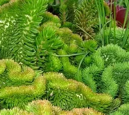 Саджанець Agro-Market Очиток відігнутий Cristatum (99336) 1 шт. в упаковці - мініатюра 2