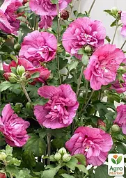 Саджанець Agro-Market Гібіскус сирійський Duc de Brabant С2, висота 30-50 см (102398) - мініатюра 3