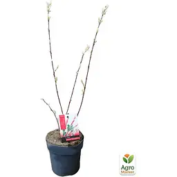 Саджанець Agro-Market Верба рожеволиста Flamingo (138664) - мініатюра 3