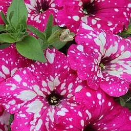 Петунія ампельна "Special Pink Splash" (контейнер №10 висота 10-15см) (49133) 1 саженец