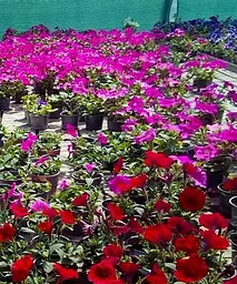 Сурфінія Giant Blue (контейнер № 10 висота 10-15 см) Agro-Market 1 саджанець в упаковці (48017) - мініатюра 2
