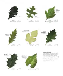 The Science of Plants - мініатюра 8