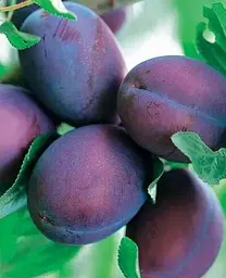 Саджанець Agro-Market Слива Ненька (літній сорт, ранній термін дозрівання) (39963) 1 шт. в упаковці - мініатюра 2
