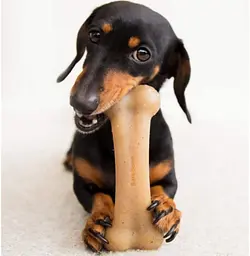 Жувальна кістка для собак Pet Qwerks Real Bacon Infused BarkBone з ароматом бекону - мініатюра 5