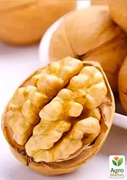 Саджанець Agro-Market Волоський горіх Буковинська бомба (середній термін дозрівання) 1 шт. в упаковці (44480) - мініатюра 2