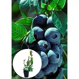 Саджанець Agro-Market Лохина (чорниця садова) Елізабет (Elizabeth) (пізній термін дозрівання, один з лідерів за смаком і ароматом) 1 шт. в упаковці (20757) - мініатюра 2