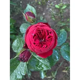 Троянда англійська Agro-Market Red Piano саджанець класу АА+ вищий сорт 1 шт. в упаковці (52261) - мініатюра 4