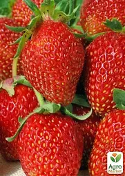 Саджанець Agro-Market Полуниця Шарлота (ремонтантний сорт) 5 шт. в пакуванні (44707) - мініатюра 3