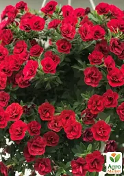 Саджанець Agro-Market Калібрахоа Neo Double Dark Red (контейнер №10, висота 10-15 см) 1 шт. в упаковці (183545) - мініатюра 2