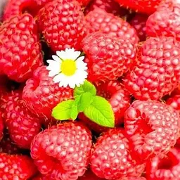 Малина Agro-Market "Maravilla" (ремонтантій високоврожайний сорт, американської селекції) 1-річний саджанець (189498) 1 шт в упаковці