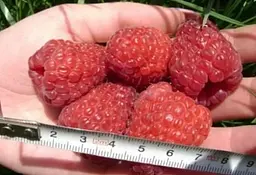 Саджанець Agro-Market Малинове дерево Таруса 1 шт. в пакуванні (24018) - мініатюра 2