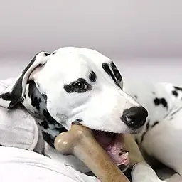 Жувальна кістка для собак Pet Qwerks BarkBone BBQ з ароматом барбекю - мініатюра 6