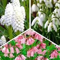 Мікс цибулин Agro-Market з 3-х сортів Дивовижна веселка (Amazing rainbow) 15шт цибулин (47774)