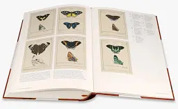 Iconotypes. A compendium of butterflies and moths. Jones’s Icones Complete - мініатюра 7