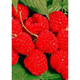 Саджанець Agro-Market Малина Недосяжна (ремонтантний зимостійкий великоплідний сорт) 2 шт. в упаковці (44812) - мініатюра 2