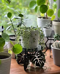 Підставка металева для квітів-вазонів NC Home Leaf чорна - мініатюра 4