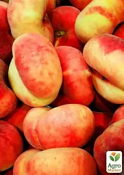 Саджанець Agro-Market Інжирний персик Бельмондо (літній сорт, середній термін дозрівання) 1 шт. в упаковці (45348) - мініатюра 2