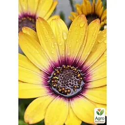 Саджанець Agro-Market Остеоспермум Tropic Sun (176658) 1 шт. в упаковці - мініатюра 2