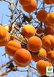 Саджанець Agro-Market Хурма Нікітська бордова на віргінській морозостійкій підщепі 1 шт. в упаковці (21383) - мініатюра 5