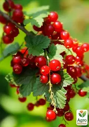 Саджанець Agro-Market Смородина на штамбі Рондо (пізній термін дозрівання, зимостійкий сорт) 1 шт. в пакуванні (43077) - мініатюра 2