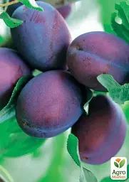 Саджанець Agro-Market Слива Ненька (літній сорт, ранній термін дозрівання) 1 шт. в упаковці (39963) - мініатюра 2