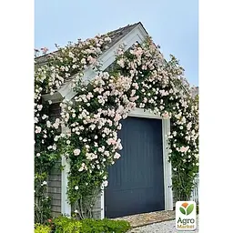 Саджанець Agro-Market Троянда плетиста Нью Даун (клас АА +) вищий сорт (44195) 1 шт. - мініатюра 3