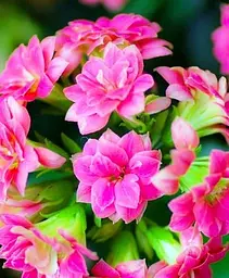Саджанець Agro-Market Каланхое Блоссфельда Rose (Kalanchoe Blossfeldiana) (50627) 1 шт. в упаковці - мініатюра 2