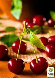 Саджанець Agro-Market Вишня Малятко (літній сорт, ранній термін дозрівання) 1 шт. в упаковці (35795) - мініатюра 2