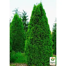 Саджанець Agro-Market Туя західна Smaragd (Thuja occidentalis Smaragd) C2, висота 30-40см (62744) - мініатюра 4