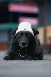 Шапка для собак Hat-Dog бежева (XXL) - мініатюра 4