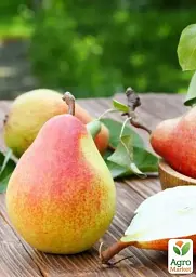 Саджанець Agro-Market Груша Бурштинова (осінній сорт, середній термін дозрівання) 1 шт. в упаковці (177320) - мініатюра 2