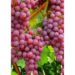 Саджанець Agro-Market Виноград Абу-Хасан (ранній термін дозрівання) 1 шт. в упаковці (25532) - мініатюра 2