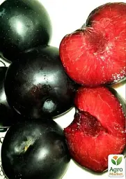 Саджанець Agro-Market Слива Блек Даймонд (Black Diamond) (літній сорт, середній термін дозрівання) 1 шт. в упаковці (52724) - мініатюра 3