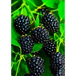 Саджанець Agro-Market Ожина Оркан (Orcan) (ранній термін дозрівання) 1 шт. в упаковці (46144) - мініатюра 3
