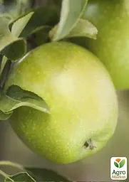 Саджанець Agro-Market Яблуня Ренет Кубанський (зимовий сорт, пізній термін дозрівання) 1 шт. в упаковці (35437) - мініатюра 2