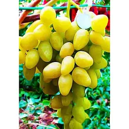 Саджанець Agro-Market Виноград Аркадія (ранній термін дозрівання, один з кращих сортів в Україні) 1 шт. в упаковці (17684) - мініатюра 3