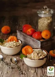 Саджанець Agro-Market Абрикос NJA 19 (літній сорт, середній термін дозрівання) 1 шт. в упаковці (39858) - мініатюра 4