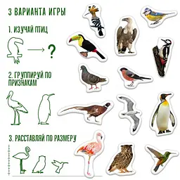 Магнітний набір Magdum Птахи (ML4031-30 EN) - мініатюра 3