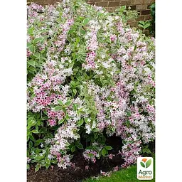 Саджанець Agro-Market Вейгела 2-х річна Splendid С3 висота 20-40 см (152339) 1 шт. в упаковці - мініатюра 2